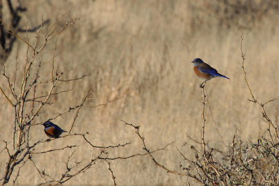 Western Bluebirds