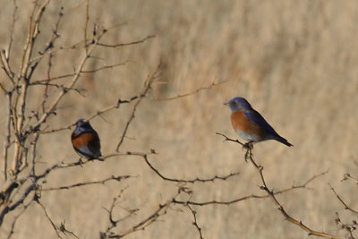 Western Bluebirds