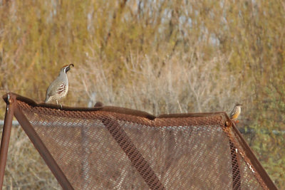 Gambel's Quail, Say's Phoebe