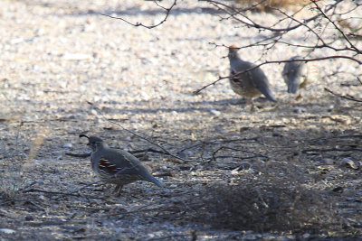 Gambel's Quail