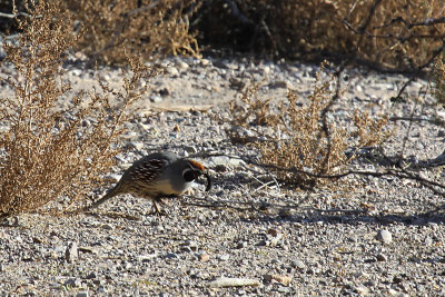 Gambel's Quail