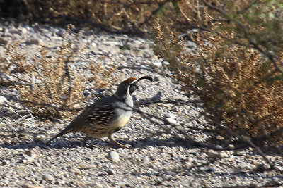 Gambel's Quail