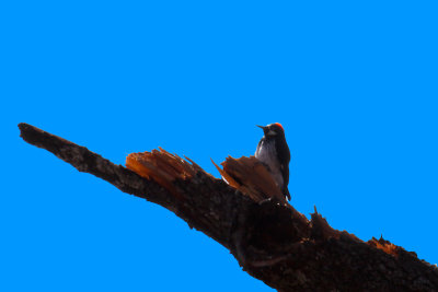 Acorn Woodpecker