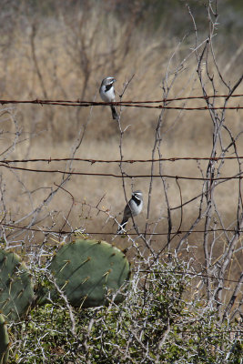 Black-throated Sparrows
