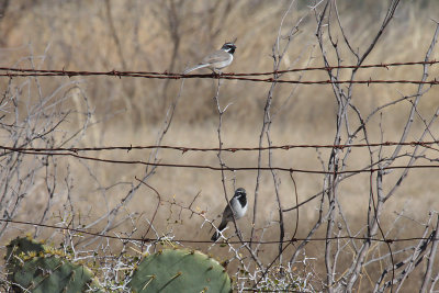 Black-throated Sparrows