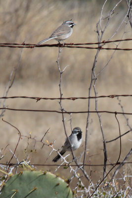 Black-throated Sparrows