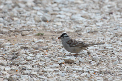 White-crowned Sparrow