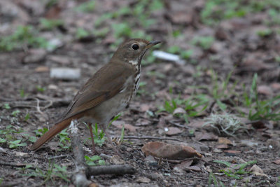 Hermit Thrush