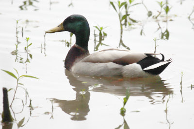 Mallard