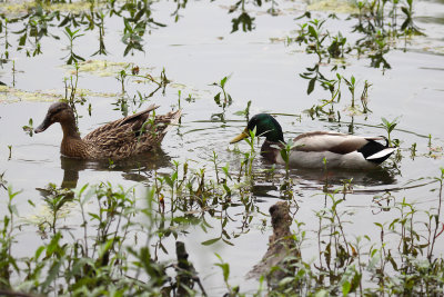 Mallards