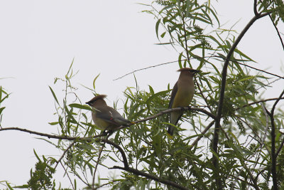 Cedar Waxwings