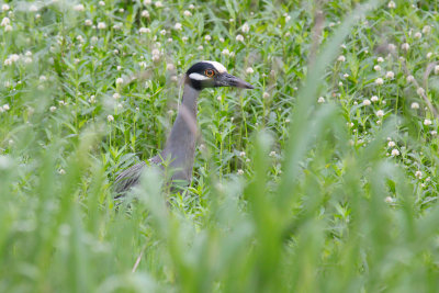 Yellow-crowned Night Heron