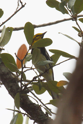 Black-throated Green Warbler