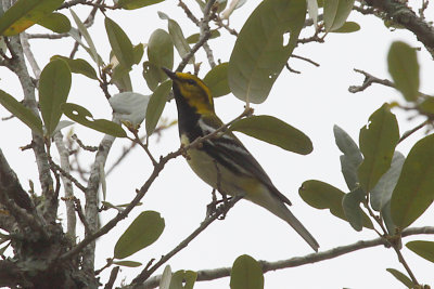 Black-throated Green Warbler