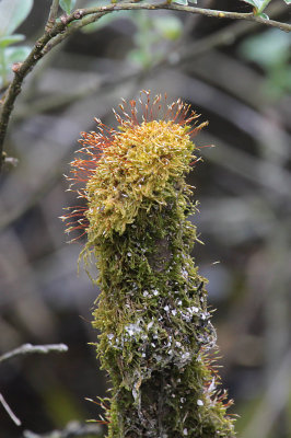 Moss on a stump in Swan Lake