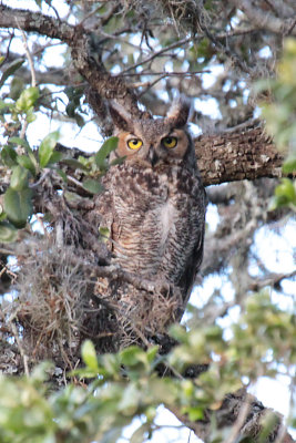 Great Horned Owl