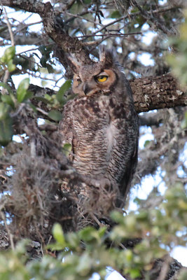 Great Horned Owl