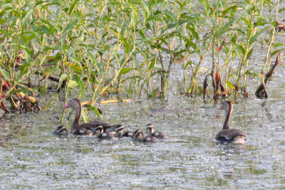 Black Bellied Whistling Ducks