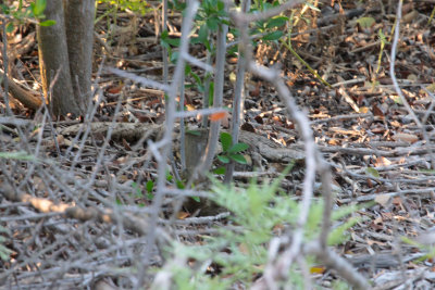 Common Pauraque