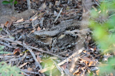 Upland Ground Birds