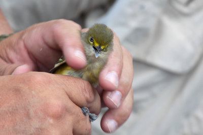 White Eyed Vireo