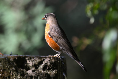 American Robin