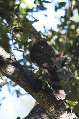 Cooper's Hawk