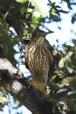 Cooper's Hawk