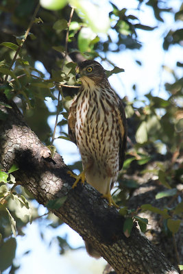 Cooper's Hawk