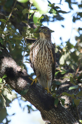 Cooper's Hawk