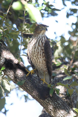 Cooper's Hawk