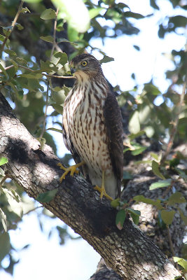 Cooper's Hawk