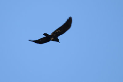 American Crow