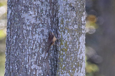 Carolina Wren