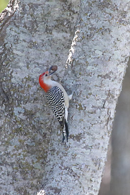 Red-bellied Woodpecker