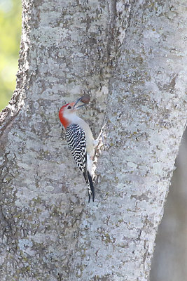 Red-bellied Woodpecker