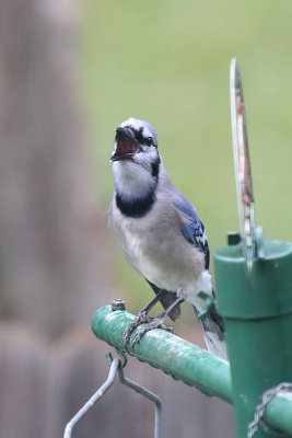 Blue Jay