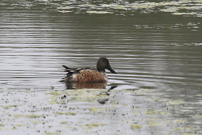 Northern Shoveler