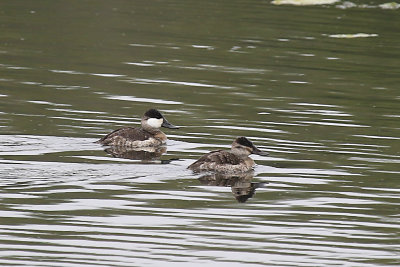 Ruddy Duck