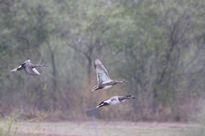Northern Shovelers