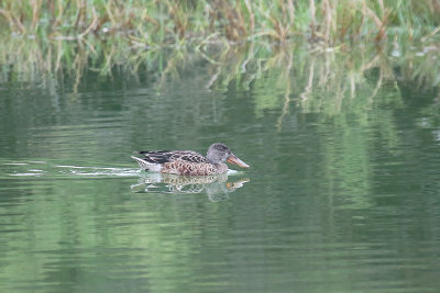 Northern Shoveler
