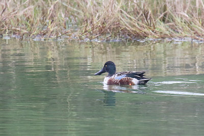 Northern Shoveler