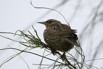 Meadowlark