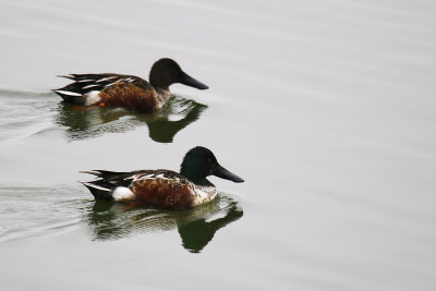 Northern Shovelers
