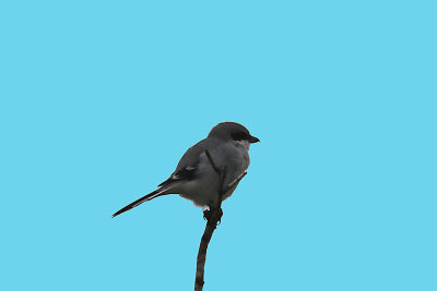 Loggerhead Shrike