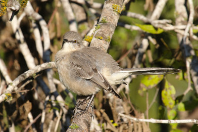 Northern Mockingbird