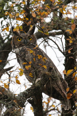 Great Horned Owl