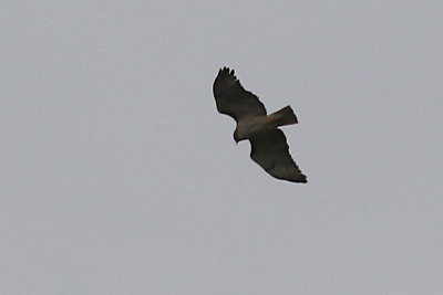 Red-tailed Hawk