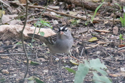 White-crowned Sparrow
