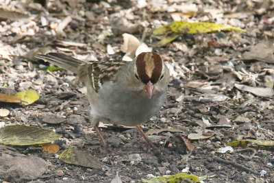White-crowned Sparrow, immature
